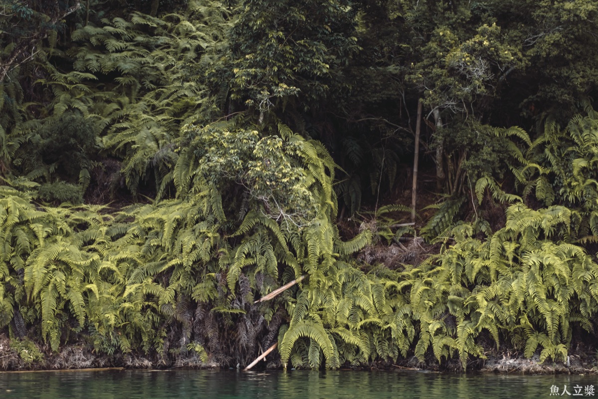 日月潭岸邊蓊鬱的綠色植被，底下是湖水
